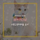 이쁘면다냥 | 겁 많은 코숏 고양이 ‘이쁘면다냥’ 미용 후기