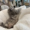 하이엔드 독 이미지