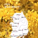 2024 봄꽃 (개나리, 진달래) 개화시기 - 웨더아이 이미지