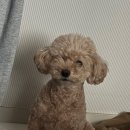 어인남로 | 평택 애견 동반 가능 식당 추천 <밀란 파스타바>_수요 일기#58