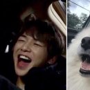 멍뭉미 Daum카페