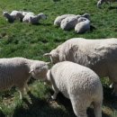 해동목장 이미지