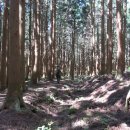 한라산둘레길 천아숲길 이미지