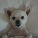 유림동물병원 이미지