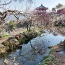 매화마을1 이미지