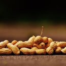 땅콩이네 이미지