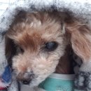 맑은숲동물병원 이미지