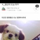 댕댕박사 이미지