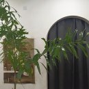 델핀플라워 - 중구 삼일대로 363 | 선릉역꽃집 강남의 보석, 아름다움을 선물하는 델핀플라워 후기