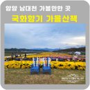 양양 남대천 국화향기 가을산책 늦은후기