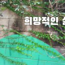 글꽃나무