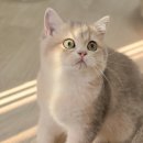 티아나헤어 이미지