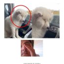 (주)세인덴탈 | 백신 맞고 겨우 정신차리고 쓰는 일상