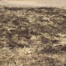 천두농장 이미지