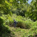 현호농원 | [벌초대행] 고흥군 금산면 오천리 소재 / 청석마을 산소 2봉산.