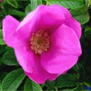 올레친구 이미지