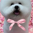 루시드펫 이미지