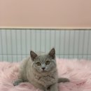 야옹아멍멍해봐호수점