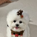 하이멍그라미 이미지