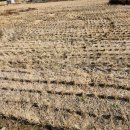 땅프로코리아공인중개사사무소 | 관광철원,한탄강,평평지대,동네속,전원주택부지,대지3천8백만,논4천만,평온,매매