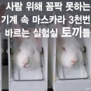 동물실험 안 하는 브랜드 마스카라 괜찮은 거 없을까요? 이미지