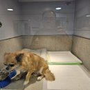 망고&체리 애견샵 | 25. 09. 16 망고, 토리&amp;체리, 로지 용인애견호텔 (용인.동백.죽전.구성.광주.광교.분당.동탄.수원)