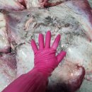 신안홍어 이미지