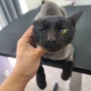 아꼬운냥 이미지