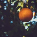 오렌지펫 이미지