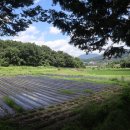 열명의농부채식당 이미지