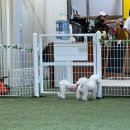 도그루밍 | 안산 애견미용 잘하는곳 오늘도그루밍