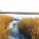 순천만습지 이미지