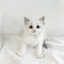 My Love Cat(마이러브캣) 이미지