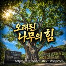 충남 아산 가볼만한곳, 도고면 350년 느티나무 보호수 후기