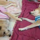 산당화가 피는집 | 강화도오션뷰펜션 낙조가 아름다운 산당화가피는집 가을여행지 추천