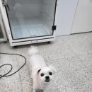 멍지펫살롱 이미지