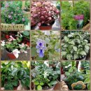 함박꽃웃음 붓꽃마을 이미지