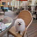 댕집사장 포메라니안 이미지