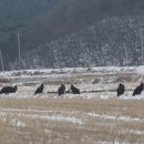 2023년2월20일 천수만의 반란(흑두루미와 독수리) 이미지