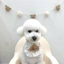 러비도기 이미지