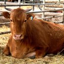 유진축산2 이미지