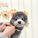 하이도기 이미지