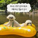 오늘의댕댕 | 위니즈 댕댕 강아지튜브 여름계곡 물놀이 후기