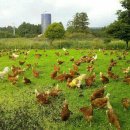 청초목장 이미지