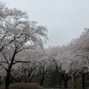 대전 대덕구 대청댐 벚꽃 (2026.04.04) 이미지
