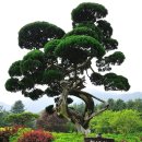 꿈꾸는 정원 이미지