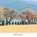 매화공원 이미지