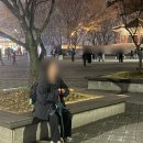 남산길 | [서울 중구] 남산 둘레길 후기 및 벚꽃 만개 현황 (26. 4. 10. 남산 북측 숲길)