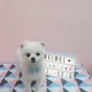 왈왈이발소 이미지