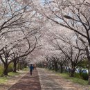 낙동제방길-1 이미지